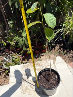 Healthy young cherimoya tree