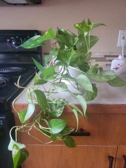 Trailing Golden Pothos