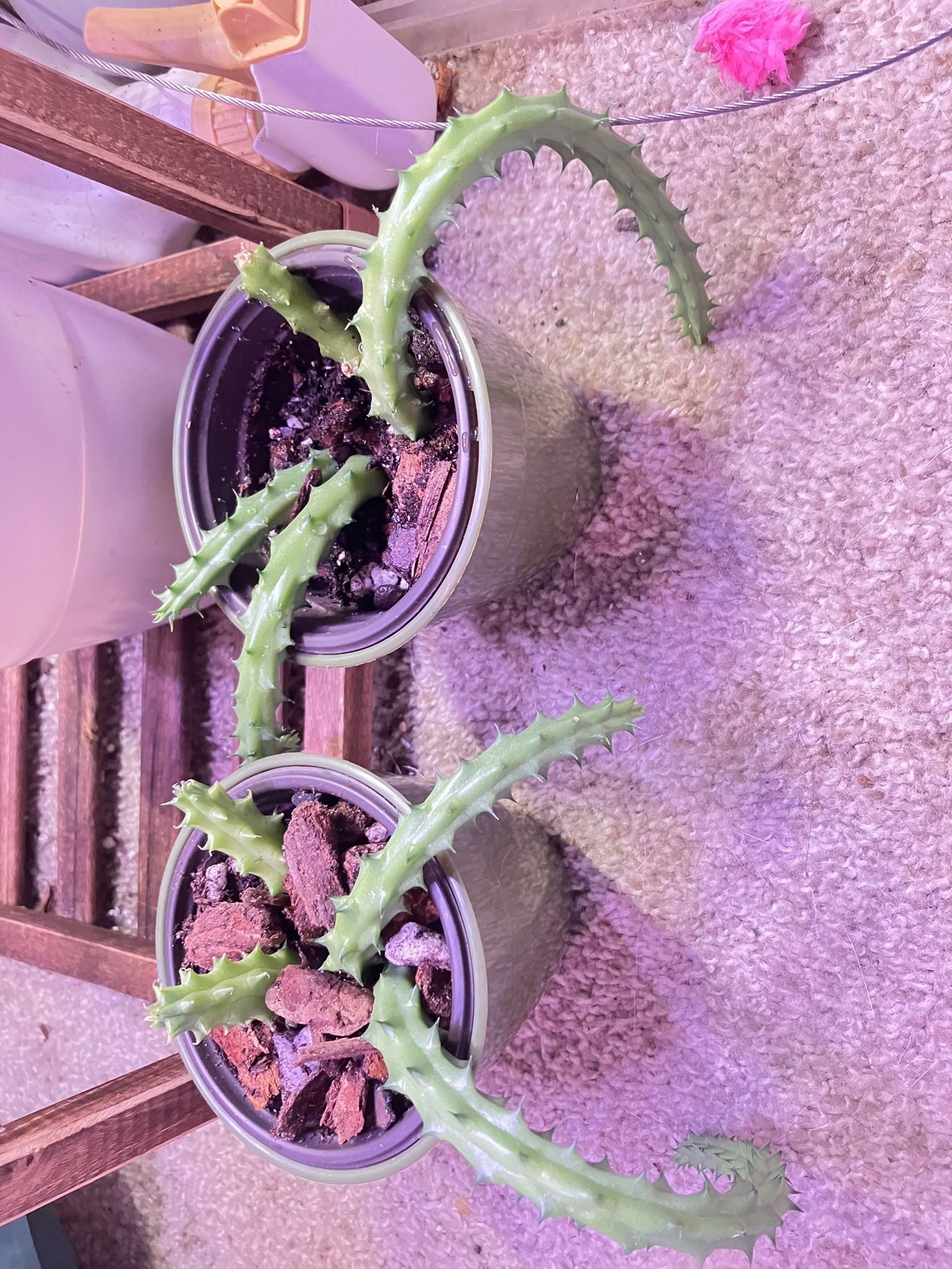 Huernia Schneideriana