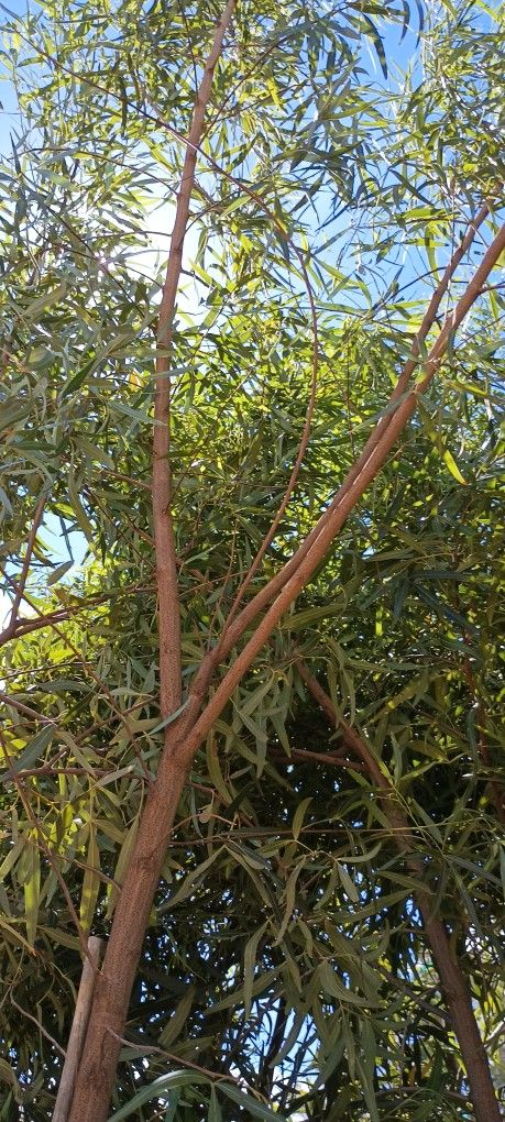 África Sumac Trees. Lawn & Garden