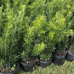 podocarpus  $8