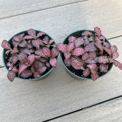 Red Fittonia Plant Comes in a 4" Nursery Pots, $6ea. ☑️ Profile for More 🪴
