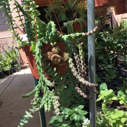 E beautiful Succulent Starfish Plant 