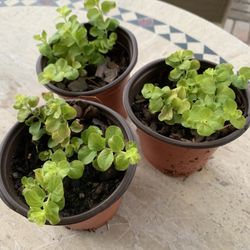 3 Creeping Jenny Ground Cover Plants.  Bright Green Leaves, Can Be Used In Ground Or To Hang From Pots, Comes Back Every Year Part Of The Sedum Family