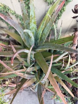 Large Aloe Vera Plant