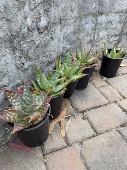 Aloe vera plant