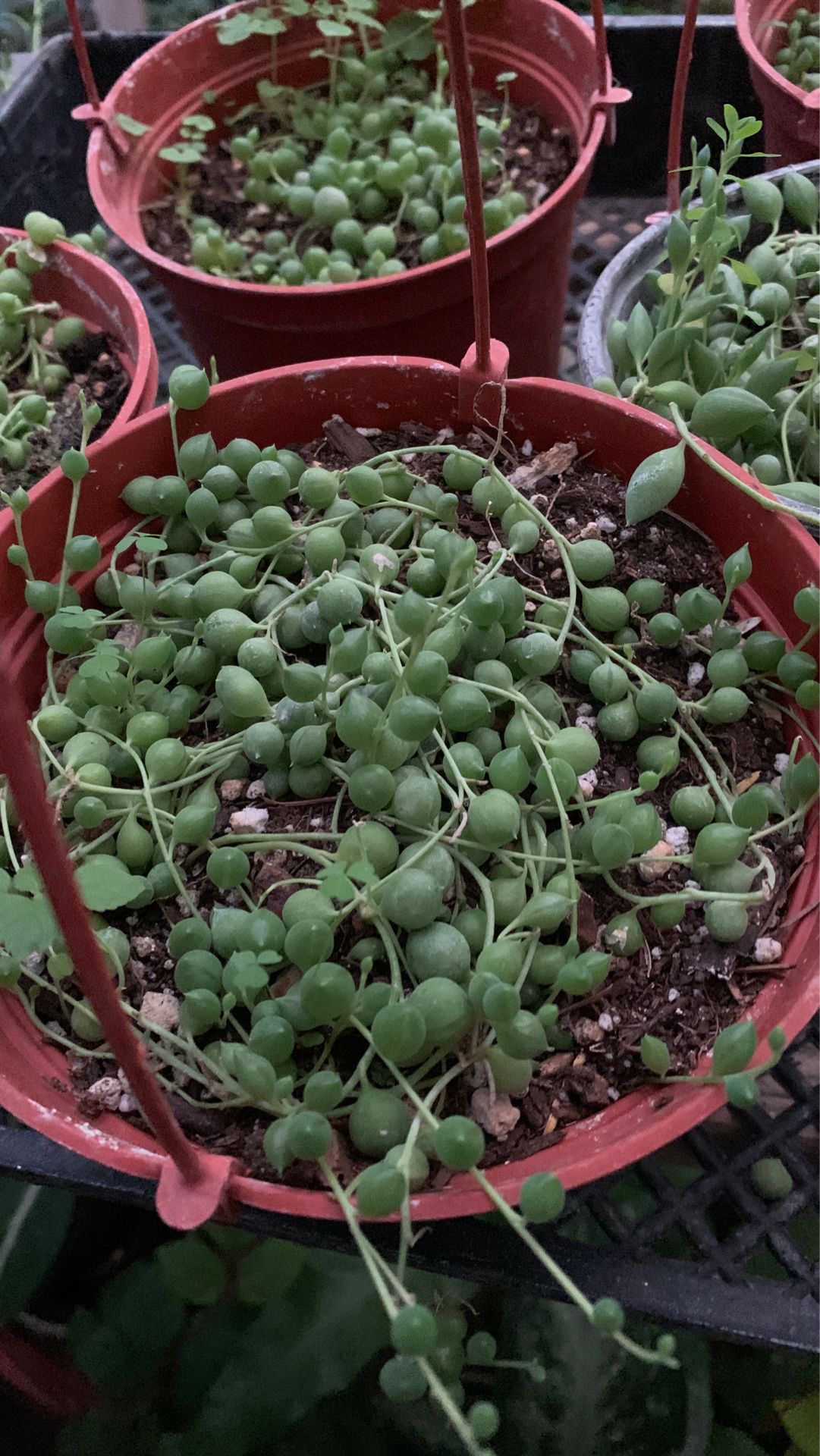 String of pearl plant