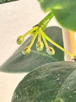 Hoya Multiflora with pedancle