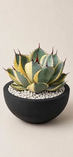 Agave Truncata Paryii Hybrid