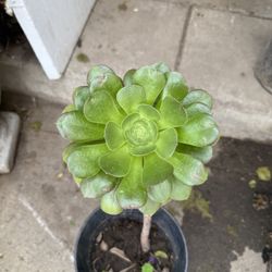 Succulent Flower Plant 