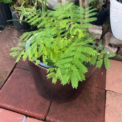 Plant 