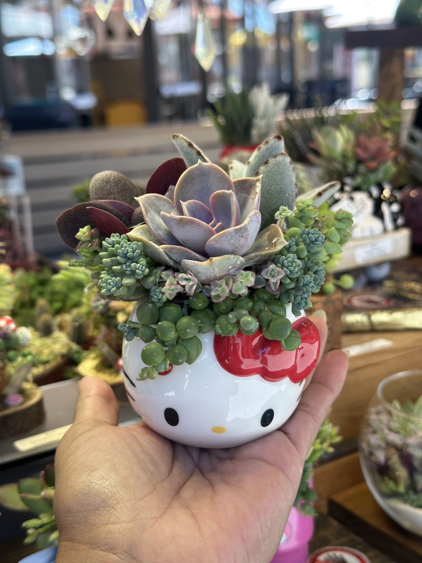Hello Kitty Succulent Arrangement