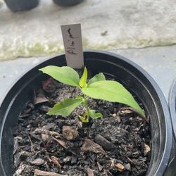 Young Plums 