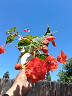 SALMON PINK Begonia Tuberhybrida Plant $18