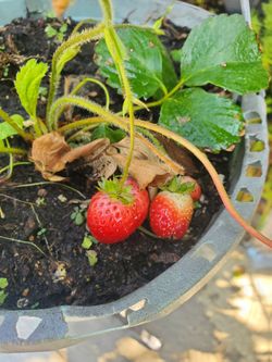 Burpee strawberry pot