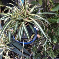 Planta Natural