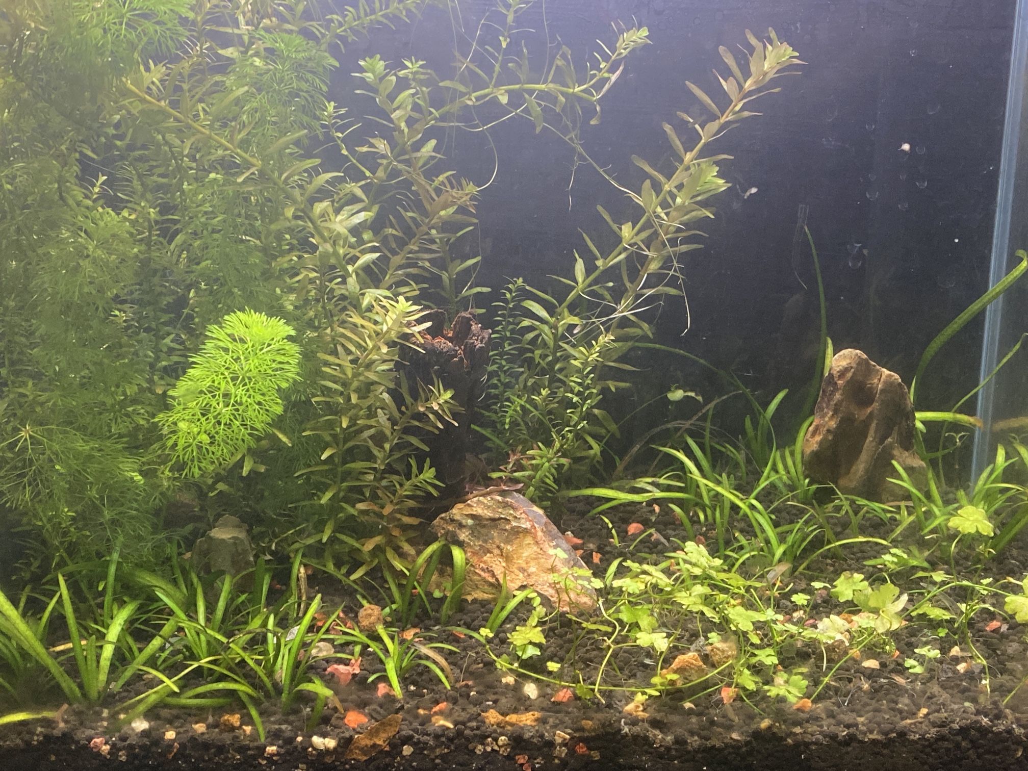 UNS 5T Ultra Clear Fish Tank Aquarium 5.8 Gallons