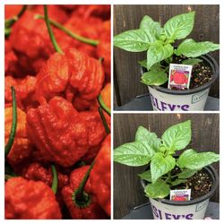 Crazy Hot Carolina Reaper Spicy 🌶️ Peppers Chili Pepper Veggie Vegetable Garden