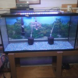 Fish Tank 
