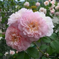 (Ausmajesty) 5-Year-Old David Austin Live Rose ELIZABETH ROOTED Plant 84”x 78”