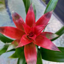 Bromeliads 