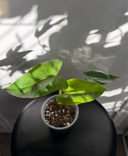 Philodendron Paraíso Verde