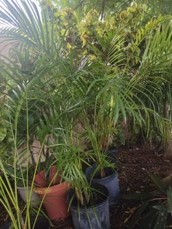 Indoor/outdoor Golden Can Yellow Palm Areca Palms