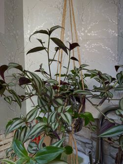 Tradescantia Zebrina Easy to care house plant  in silver ceramic pot 6"H.