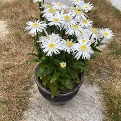 Gorgeous, Growing Daisy Plant In Heavy Duty Ceramic Pot With Drain 
