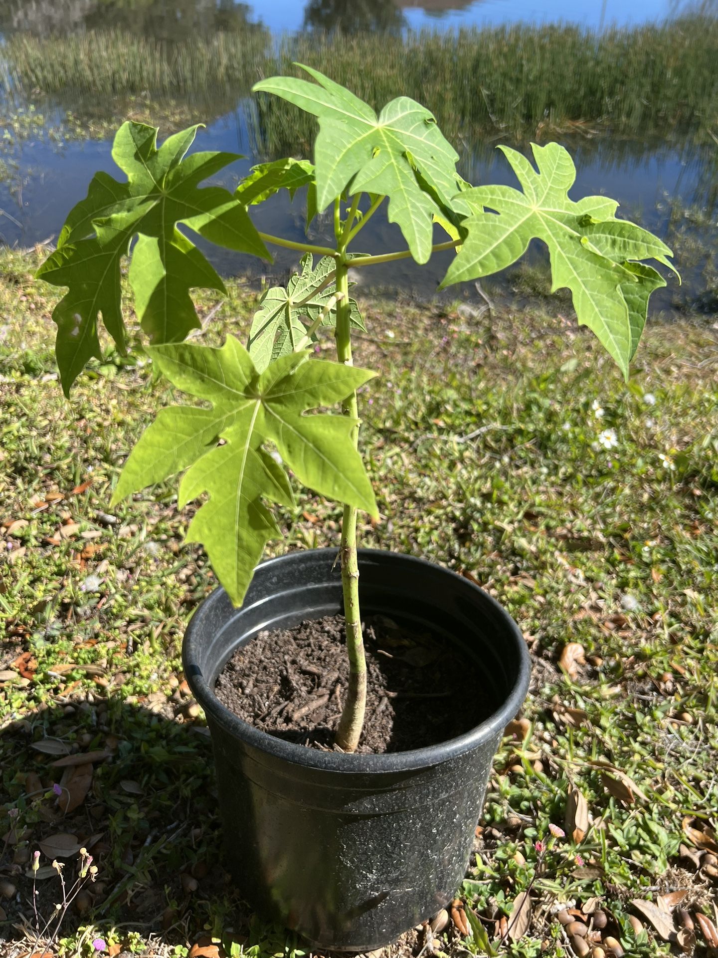 Papaya Fruit Trees