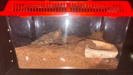 Enclosure/set up (tarantula)