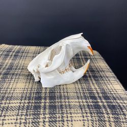 Real Beaver Skull With Removeable Teeth