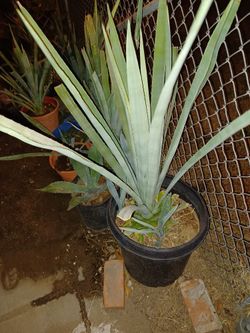 15 Gallon Agave Tequilero