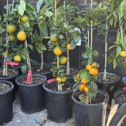 Satsuma Mandarin 2-3 Feet 