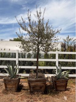 Olive trees 30 gal