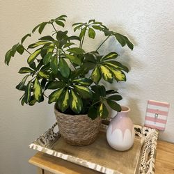 Variegated Umbrella Plant Comes in a 6" Nursery Pot, Basket not include ☑️ Profile for More Plants