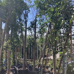 Ficus Tree 15 Gallon 