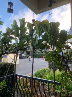 Set of (3) Fiddle-Leaf Fig Trees