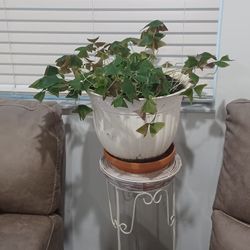 Shamrock Plant ,With Plant Stand 