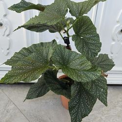 Angel Wing Begonia