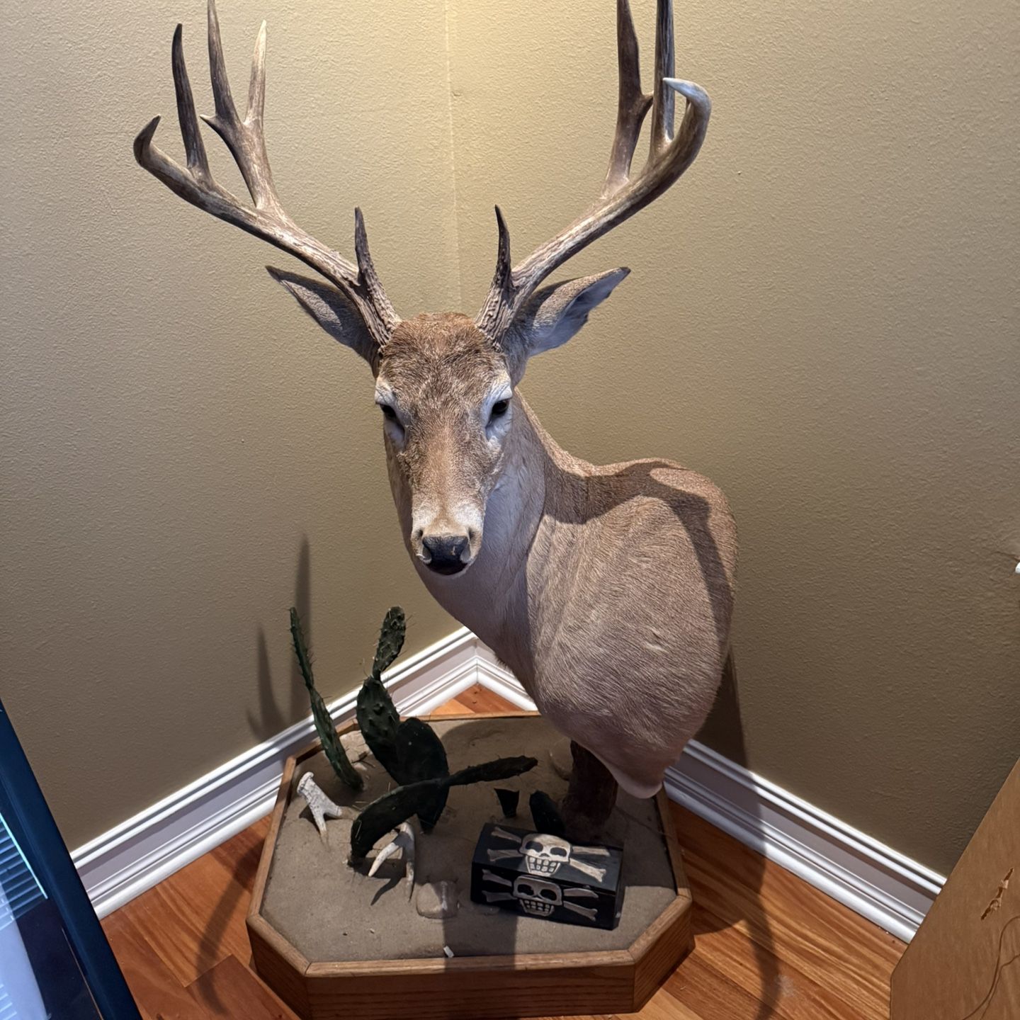 Deer Head taxidermy