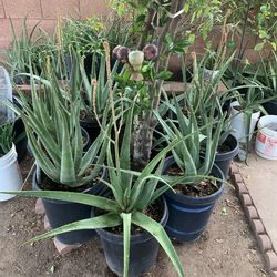 So plants available for sale