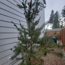 Pine Tree