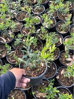 Little Olli Dwarf Olive