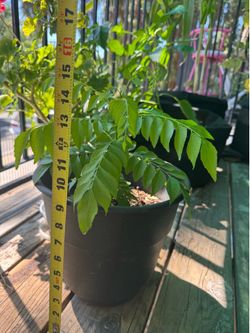 Curry plant