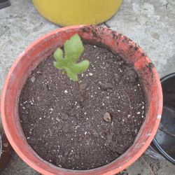 Fig Tree 