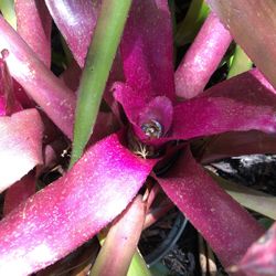 Bromeliad Plant Burle Marxi