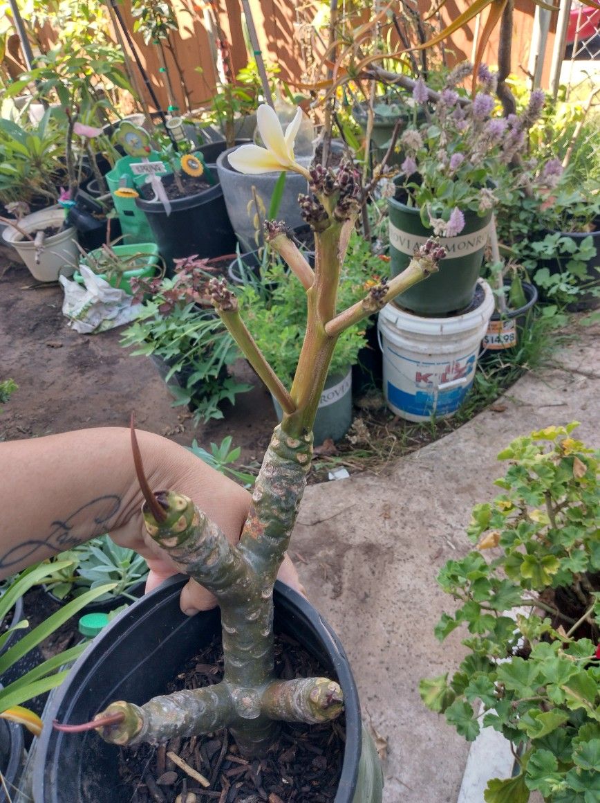 Plumeria For Sale for Sale in San Diego, CA OfferUp