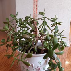 16 Inch Jade Plant In Beautiful Ceramic Pot