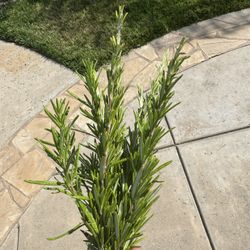 Rosemary Bunch ( 10 Stems)